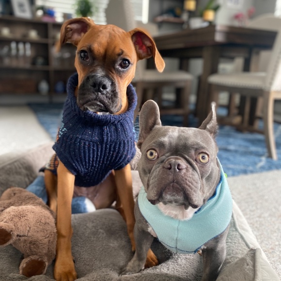 Meet your Posher, Posh - Picture 6 of 9